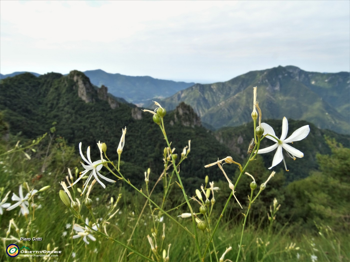 27 Bei fiori bianchi di Lilioasfodelo minore ( Anthericum ramosum) sul sentiero con vista verso Corne Maria e Pedezzina e Canto Alto.JPG
